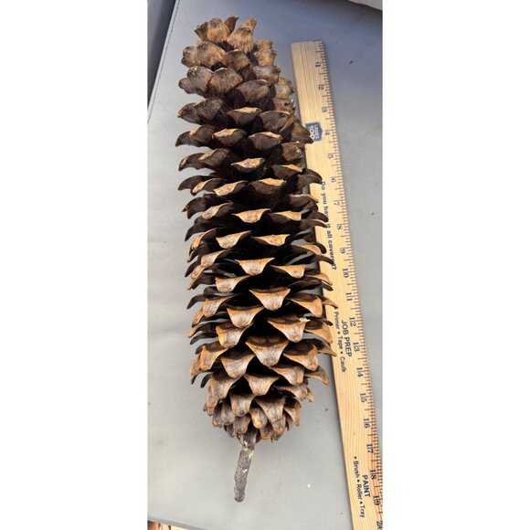 3 - Large Sugar Pine Cones 12”-20” From Northern California - Picture 3 of 6